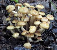 Desarmillaria tabescens image