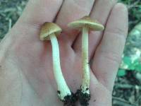 Inocybe mixtilis image