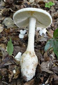 Amanita ravenelii image