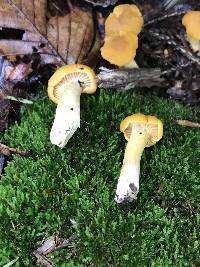 Cantharellus enelensis image