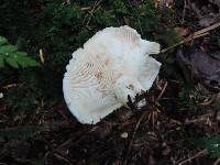 Lactarius deceptivus image