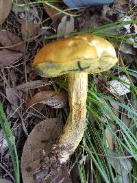 Boletus luridellus image