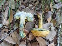 Boletus luridellus image