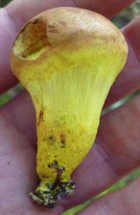 Pulveroboletus ravenelii image