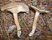 Lactarius hibbardiae image