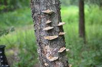 Trametes hirsuta image