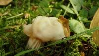 Helvella crispa image