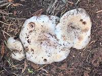 Russula brevipes var. acrior image