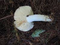 Russula vinosa image