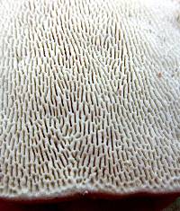 Trametes gibbosa image