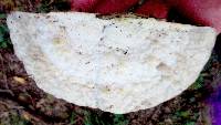 Trametes gibbosa image