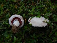 Agaricus andrewii image