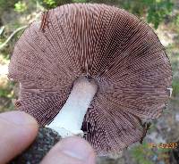 Agaricus vinosobrunneofumidus image