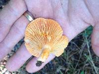 Lactarius salmoneus image