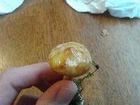Suillus americanus image