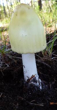 Amanita williamsiae image