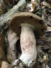 Boletus durhamensis image