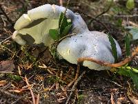 Albatrellus flettii image