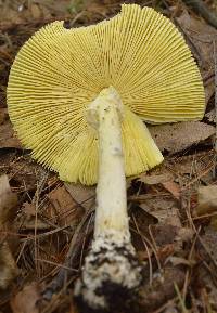 Amanita banningiana image