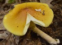 Amanita banningiana image