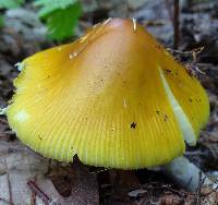 Amanita banningiana image