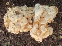 Polyporus umbellatus image