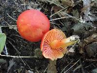 Hygrocybe punicea image