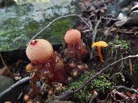 Calostoma cinnabarinum image