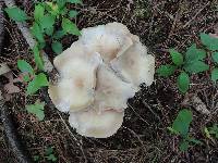 Clitocybe subconnexa image