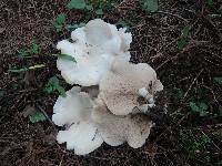 Clitocybe subconnexa image