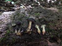 Agrocybe firma image