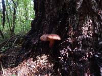 Buchwaldoboletus lignicola image