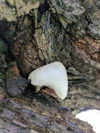 Volvariella bombycina image