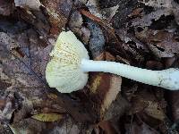 Tricholoma intermedium image