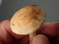 Hebeloma sacchariolens image