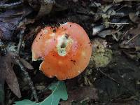 Russula rubescens image