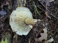 Lactarius turpis image