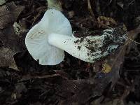 Tricholoma sulphurescens image