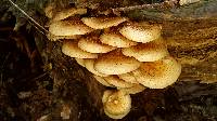 Pholiota squarrosoides image