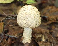 Amanita atkinsoniana image