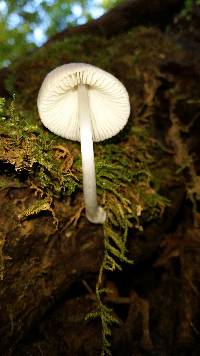 Mycena niveipes image