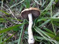 Stropharia coronilla image