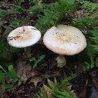 Amanita daucipes image