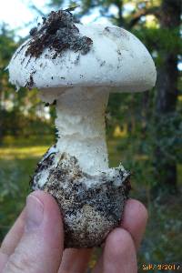 Amanita mutabilis image