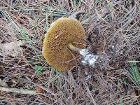 Suillus americanus image