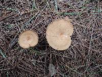 Clitocybe costata image