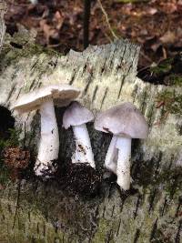 Tricholoma virgatum image