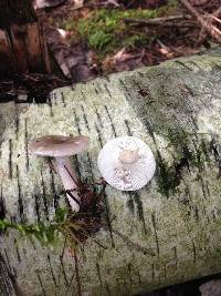 Lactarius mucidus image