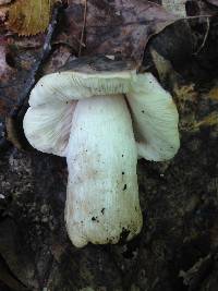 Russula variata image