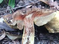 Leccinum rugosiceps image